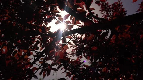 Slow motion sun shine view of red leaves, autumn season, windy weather Stock Footage 256402388