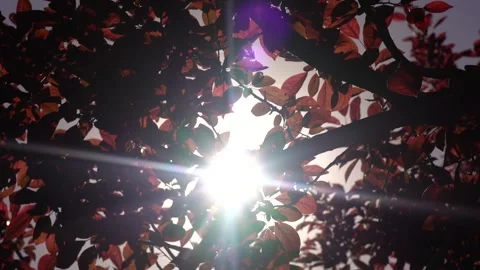 Slow motion sun shine view of red leaves, autumn season, windy weather Video stock 256402395