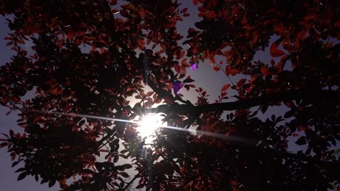 Slow motion sun shine view of red leaves, autumn season, windy weather Video stock 256402400