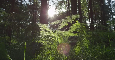 SLOW MOTION: Sun shining through tree trunks in the forest Stock Footage 41298743