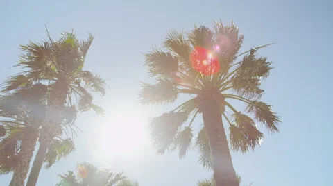 SLOW MOTION: Sun shining through tall palm tree Stock Footage 53767198