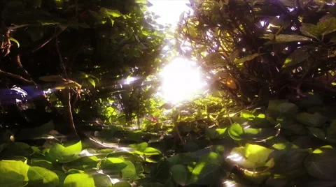 Slow Motion Sun Shining Through Rainforest. Lens Flare Stock-Footage 63495091