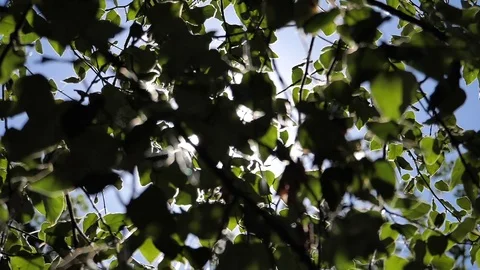 Slow motion of sun shining through leaves during summer daylight Video stock 80436352