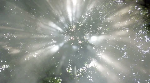 Slow Motion of sunbeam ray through the leaves and hit the smokes. Stock Footage 66685301