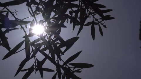 Slow Motion Sunbeams Shining Through the Olive leaves Stock Footage 240390666