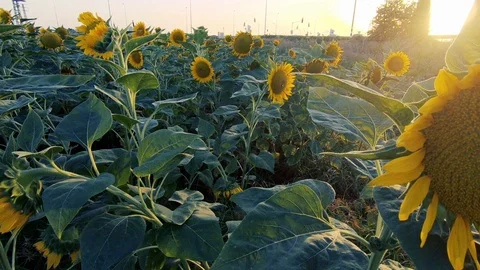Slow Motion Sunflowers Field Stock Footage