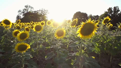 Slow motion of sunflowers Stock-Footage 52894879