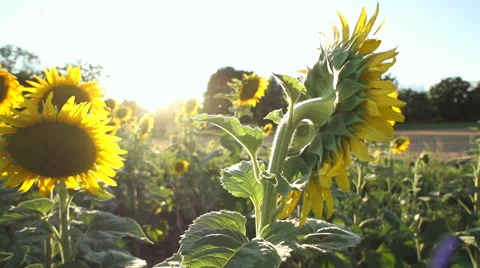 Slow motion of sunflowers Video stock 52895712