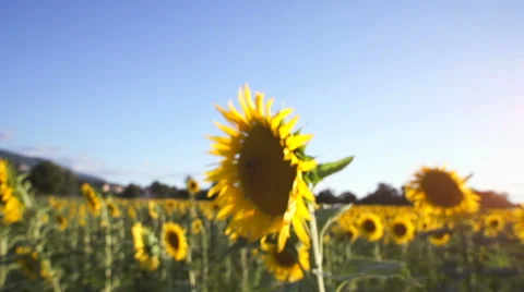 Slow motion of sunflowers Stock Footage 52898017