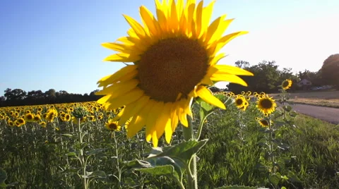 Slow motion of sunflowers Stock Footage 52899588