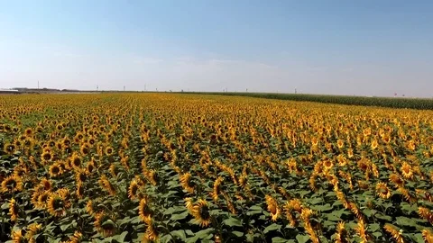 Slow motion sunflowers Stock Footage 79309775