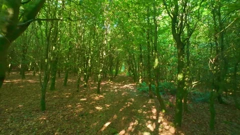 Slow motion sunlight filtering through thick green woodland trees Stock Footage 340439794