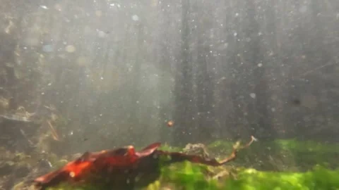 Slow motion sunlight penetrates the bottom of a shallow small river Stock Footage 320102123