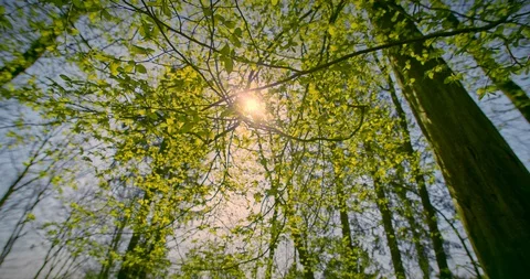 Slow Motion of Sunlight Punching Through Fresh Green Foliage of Forest [4K] Stock Footage 129272022
