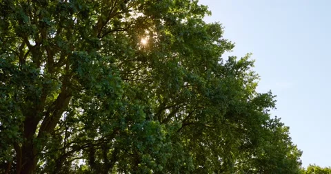 Slow Motion of Sunlight Punching Through Trees [4K] Stock Footage 204070322