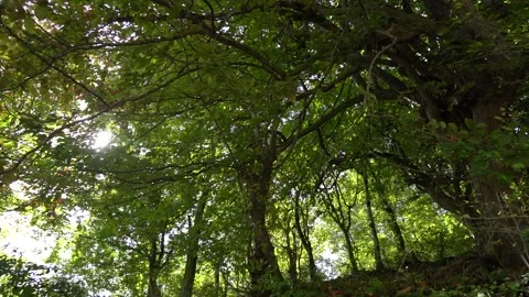 Slow Motion Sunlight shining through lush trees in green Forest Stock Footage 236609532