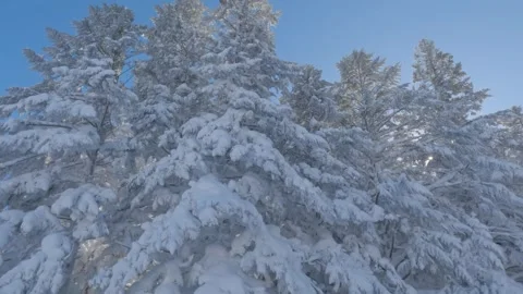 Slow motion sunlight shining through evergreen trees covered in snow Stock Footage 268662275