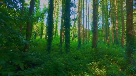 Slow motion sunlight shining through green forest trees Stock Footage 340437273