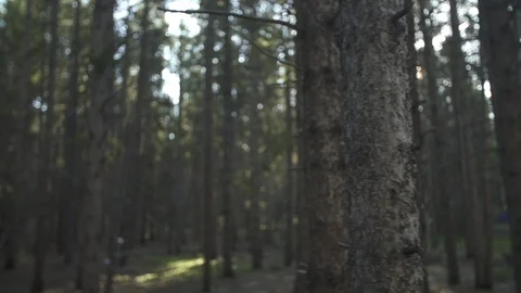 Slow Motion Sunlight Through Trees 스톡 동영상 105189626