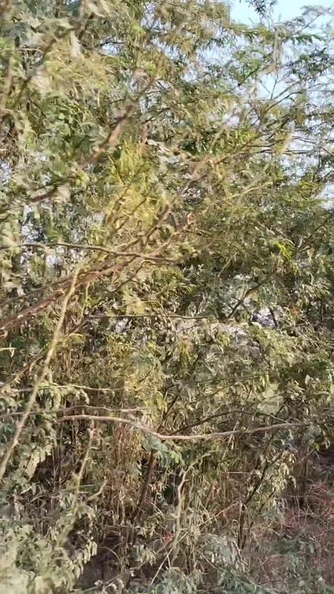 🌿 Slow-motion sunlight + tree branches cinematic shot Stock Footage 322640788