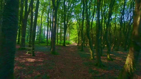 Slow motion sunlit forest pathway surrounded by trees Stock Footage 340439604