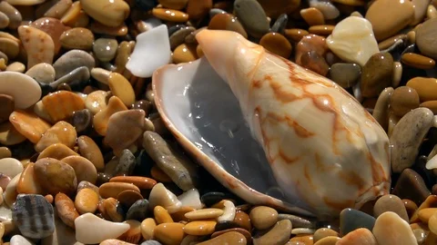 Slow motion of sunny dripping on shingle and large sea shell close up. Stock Footage 98097596