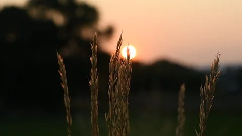 Slow Motion Sunrise through grass swaying in the breeze Stock Footage 96700955