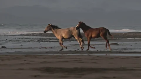 Slow Motion Sunset Horses 01 Stock Footage 297509317