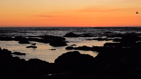 Slow motion sunset on ocean with bird flying right to left in silhouette Stock Footage 115862879