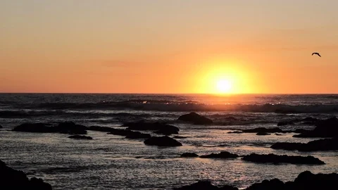 Slow motion sunset over ocean with bird flying right to left in silhouette Stock Footage 115862611