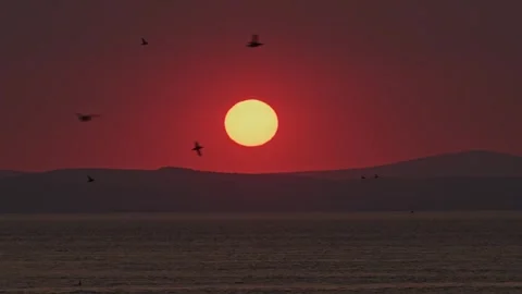 Slow Motion Sunset Puffins Flying by Sun with Beautiful Orange and Red Видео 281004139
