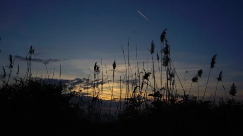 Slow Motion sunset view from the bushes with blue sky and plane white dust Stock Footage 256400607