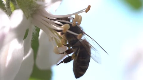 Slow motion. Super close up of a honey bee insect pollinating an apple blossom Video stock 194223197