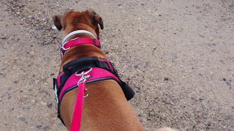 Slow motion. Super Cute Boxer Dog dog walks on a leash. Going out with a dog Stock Footage 146838981