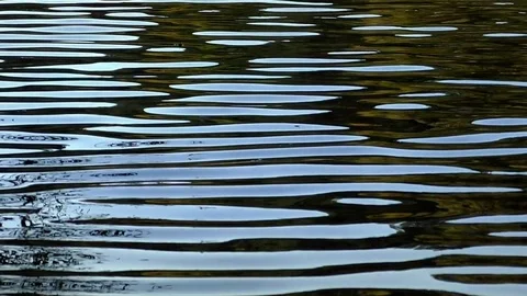 Slow motion: Surface of the calm water of a pond in autumn Stock Footage 81457324