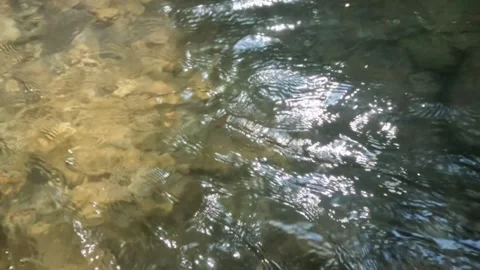 Slow motion of the surface of a clear and calm flowing mountain river Stock Footage 321266524