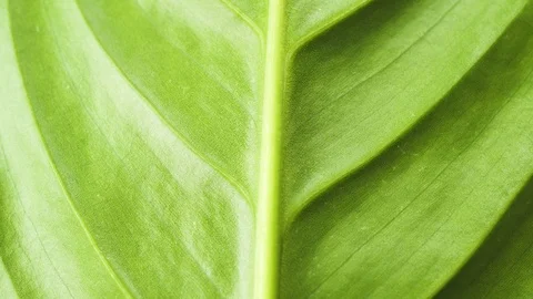 Slow motion on the surface of the plant leaf Stock Footage 103484877