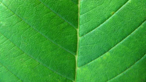 Slow Motion On The Surface Of The Plant Leaf 動画素材 135997739