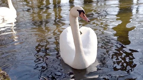 Slow motion from a swan looking into the camera in a lake at sunset. Stock Footage 103515840