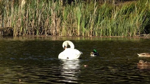Slow motion: Swan preening and swimming with mallards in a pond near the shore Stock Footage 81457597