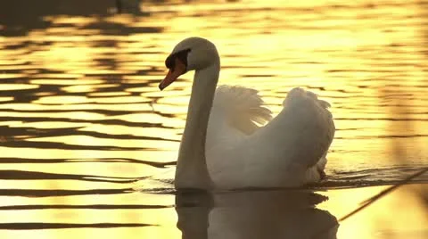 SLOW MOTION: Swan at sunset Stock Footage 21727119