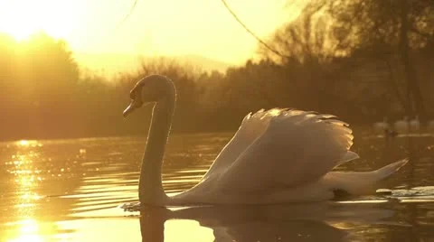 SLOW MOTION: swan swimming Stock Footage