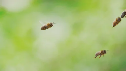 Slow motion of swarm of bees, honey bee flying around beehive Stock Footage