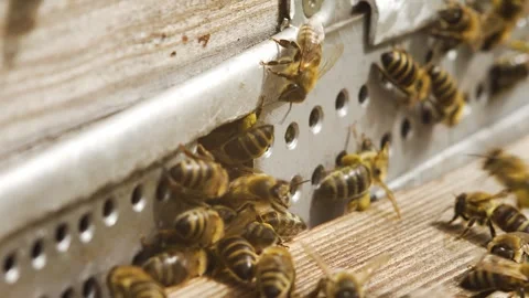 Slow motion swarm of bees jams at entrance of hive in busy apiary, honey insects Stock Footage 278410344