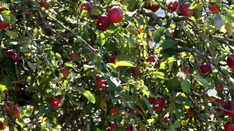 Slow-motion: A swarm of flies buzzing around near an apple tree with red apples Stock Footage 95697837