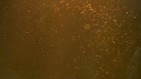 Slow motion of swarm of midges flying around with sunset beams around Stock Footage 172153121