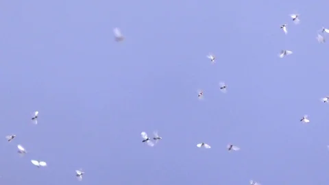 Slow-motion: A swarm of small flies buzzing around in a clear blue sky, insects 库存影片 95697904