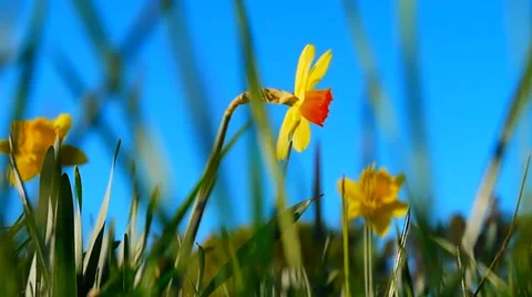 Slow Motion Swaying Grass, Daffodils Field in Spring Video stock 37976696
