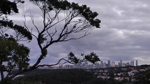 Slow motion swaying tree and Sydney cityscape early evening 4K Stock Footage 279842477