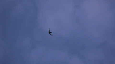 Slow Motion of Swift flying against blue sky background in summer Stock Footage 76606905